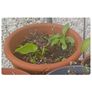 calla lillies Image 4