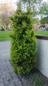 Thuja trees