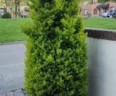 Thuja trees