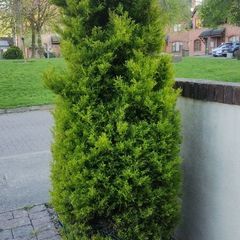 Thuja trees