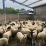 Hoggets Image 4