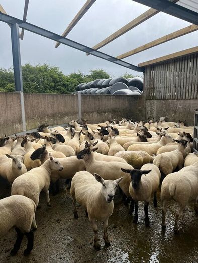Hoggets