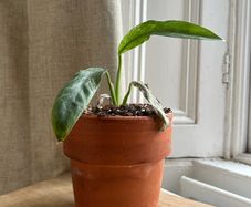 Cutie Variegated Houseplant