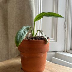 Cutie Variegated Houseplant