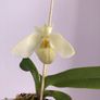 Paphiopedilum emersonii Image 2