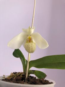 Paphiopedilum emersonii