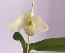 Paphiopedilum emersonii