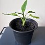 Plant Image 3