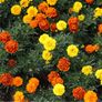 (M) Marigold Primo Mix seeds 0.5g (415205) Image 2