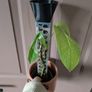 house plants 3euro each Image 4