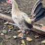 Free Lemon pencil roosters Image 4