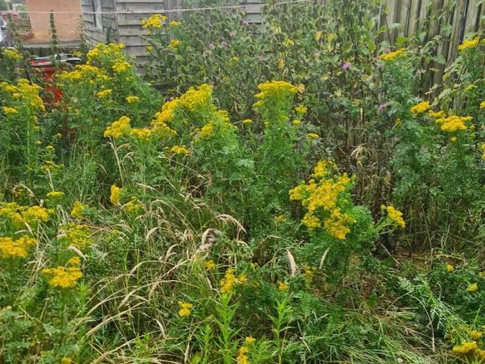Grass Cutting & Garden Maintenance