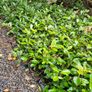 Two Foot Griselina Hedging Plants Image 7