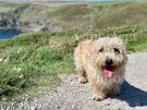 Rare breed Glen of Imaal Terrier Available for Photoshoots Image 7