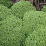 plants Image 3