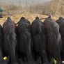 7 Angus homebred calves for sale Image 2
