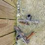 garden gates galvanised Image 5