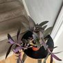 tradescantia pallida plant Image 2