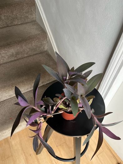 tradescantia pallida plant