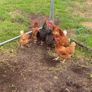 9 lovely hens for sale Image 4