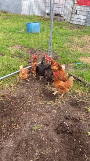 9 lovely hens for sale