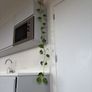 plant Image 4