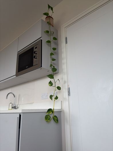 plant