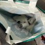 Lint roller refills Image 2