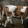 Pure bred 2yr old Simental/Fleckvieh bull Image 8