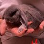 Lop rabbits Image 4