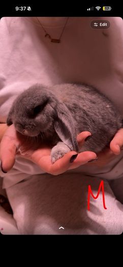 Lop rabbits