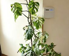 Variegated Monstera