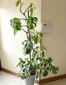 Variegated Monstera
