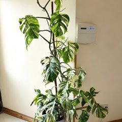 Variegated Monstera