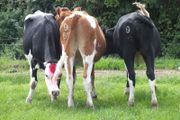 3 Pedigree registered maiden Heifers