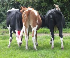 3 Pedigree registered maiden Heifers