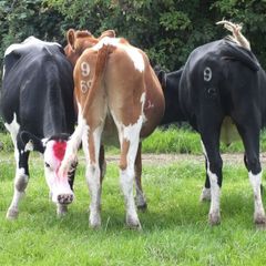 3 Pedigree registered maiden Heifers