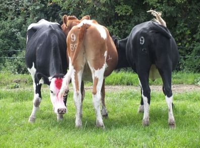 3 Pedigree registered maiden Heifers