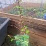 gooseberry Image 2