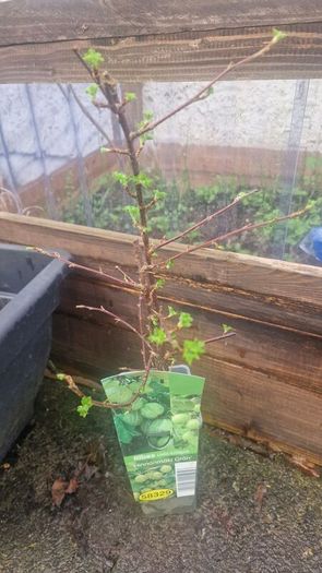 gooseberry