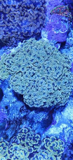 Gold nugget hammer colony