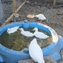 Call ducks, bantom chicks and roosters for sale Image 9