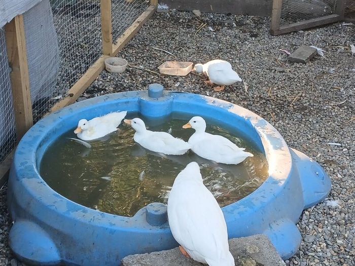 Call ducks, bantom chicks and roosters for sale