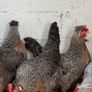 Purebred day olds chicks Image 6