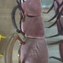 Antique Chairs Image 3
