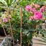 garden plants Image 10