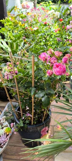 garden plants