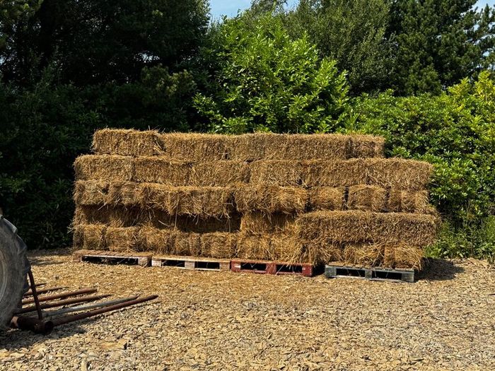 Small square bales of rushes/hay
