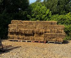 Small square bales of rushes/hay