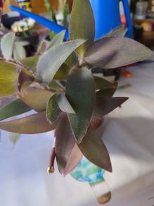 plant purple heart